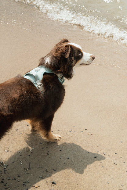Ensemble Breeze – Harnais, Collier et Laisse pour Chien