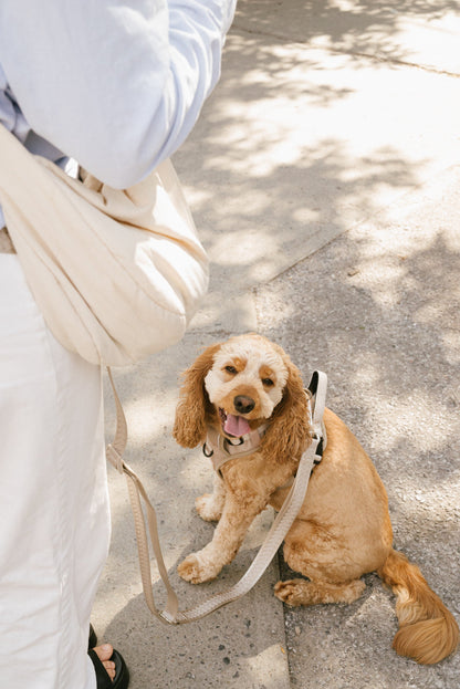 Ensemble Harnais, Collier et Laisse Main-Libre - Affogato