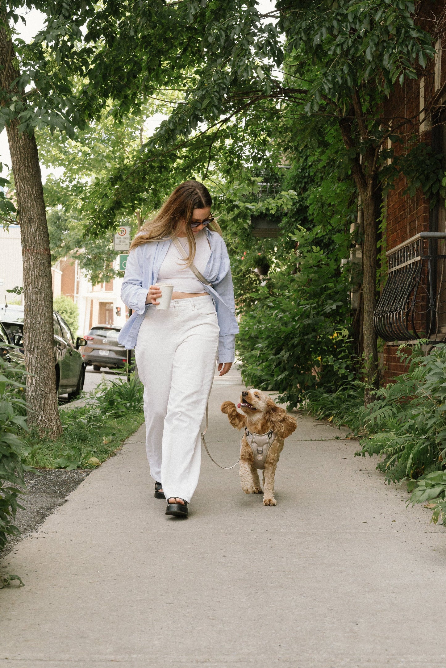 Ensemble Harnais, Collier et Laisse Main-Libre - Affogato