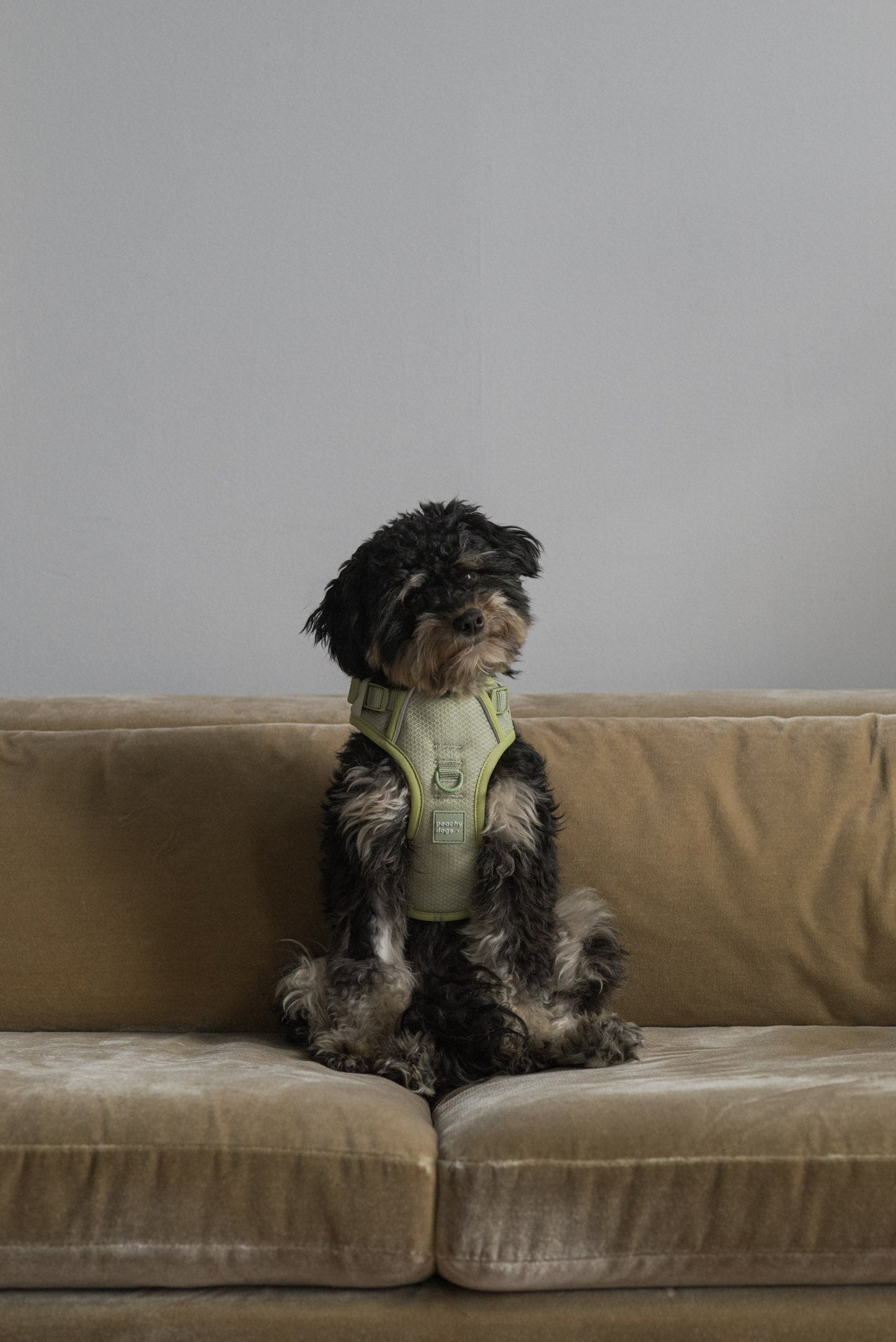 Ensemble Matcha – Harnais, Collier et Laisse pour Chien