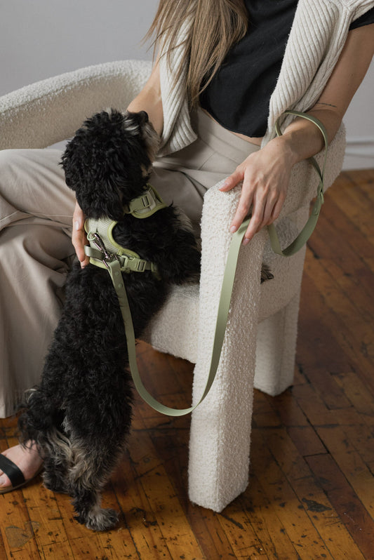 Ensemble Matcha – Harnais, Collier et Laisse pour Chien