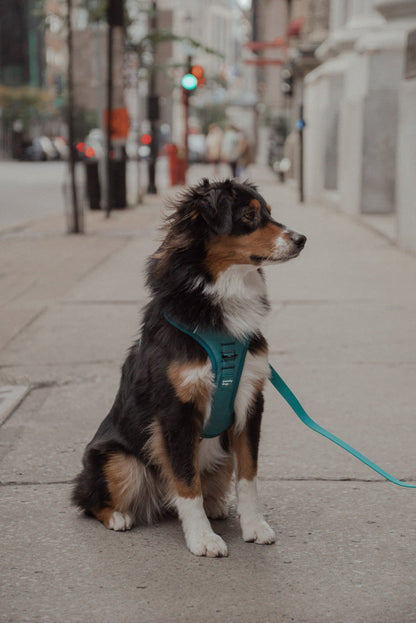 Ensemble Mojito – Harnais et Laisse pour Chien