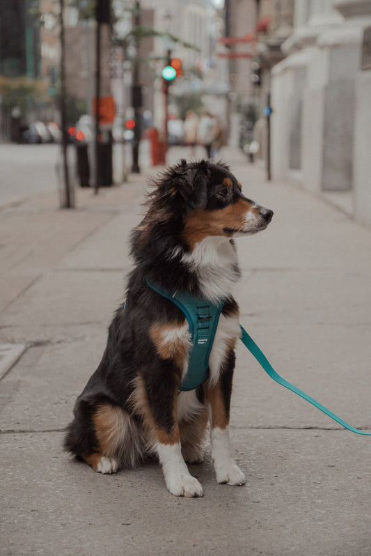 Ensemble Mojito – Harnais et Laisse pour Chien