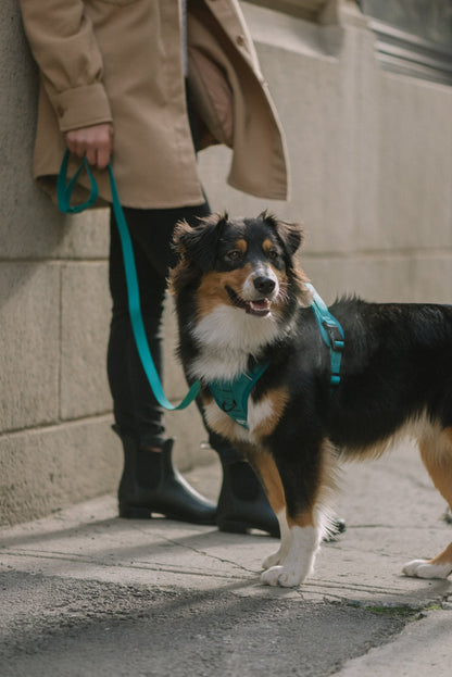 Ensemble Mojito – Harnais et Laisse pour Chien