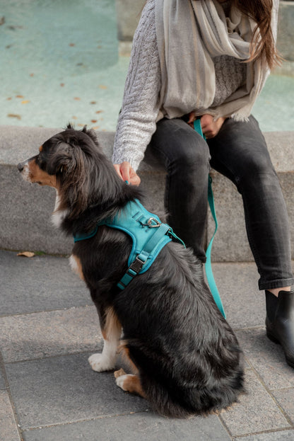 Ensemble Mojito – Harnais et Laisse pour Chien