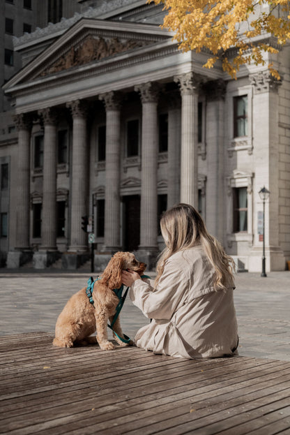 Ensemble Mojito – Harnais et Laisse pour Chien