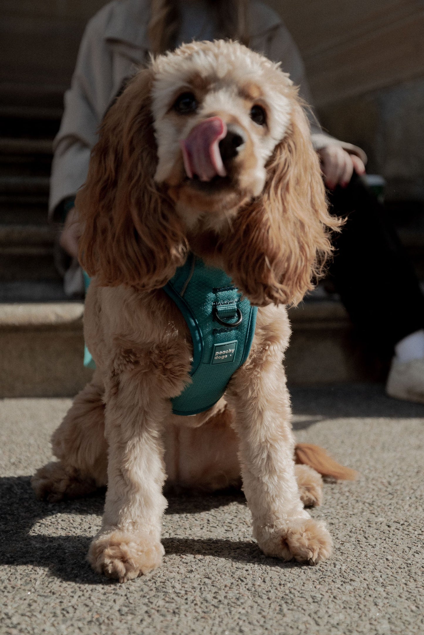 Ensemble Mojito – Harnais et Laisse pour Chien