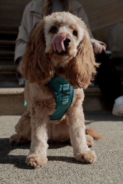 Ensemble Mojito – Harnais et Laisse pour Chien