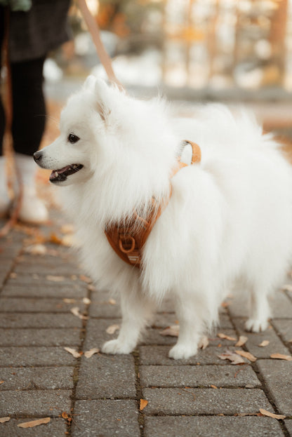 Ensemble Dulce – Harnais, Collier et Laisse pour Chien