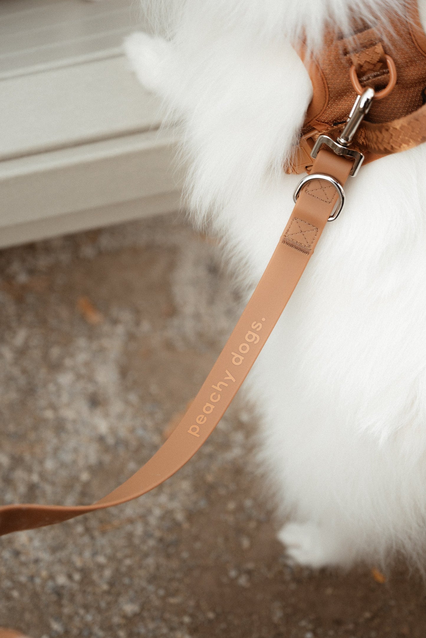Ensemble Dulce – Harnais, Collier et Laisse pour Chien