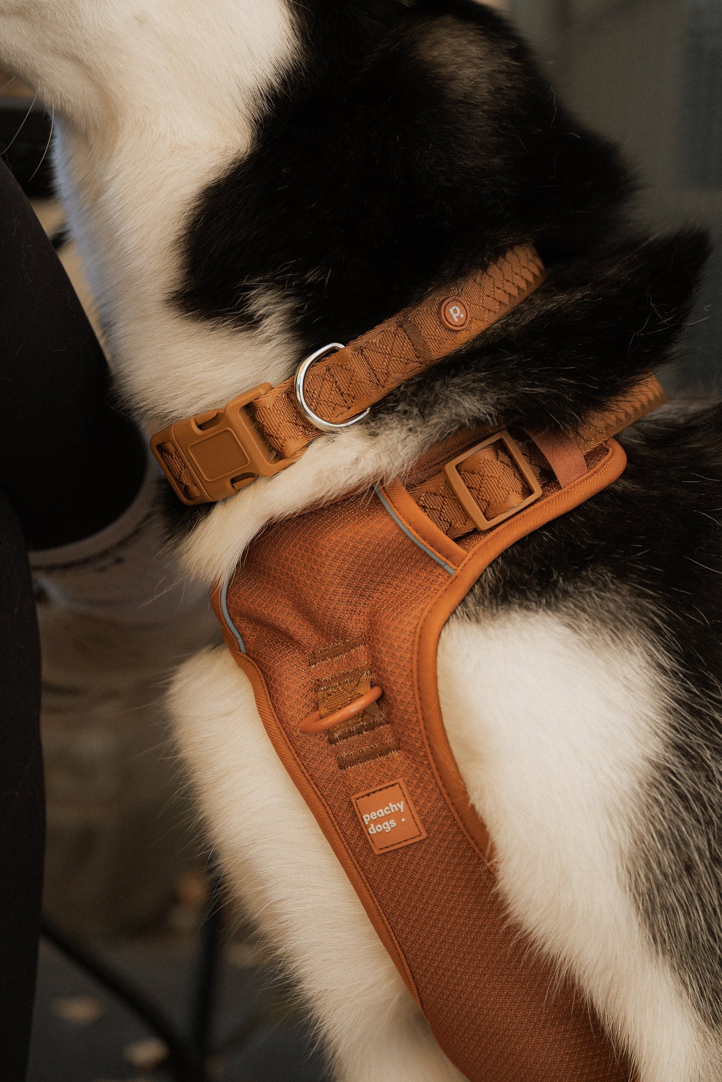 Ensemble Dulce – Harnais, Collier et Laisse pour Chien