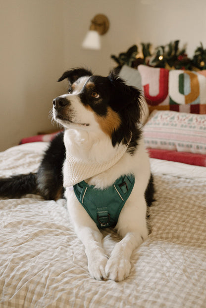 Ensemble Mojito – Harnais et Laisse pour Chien