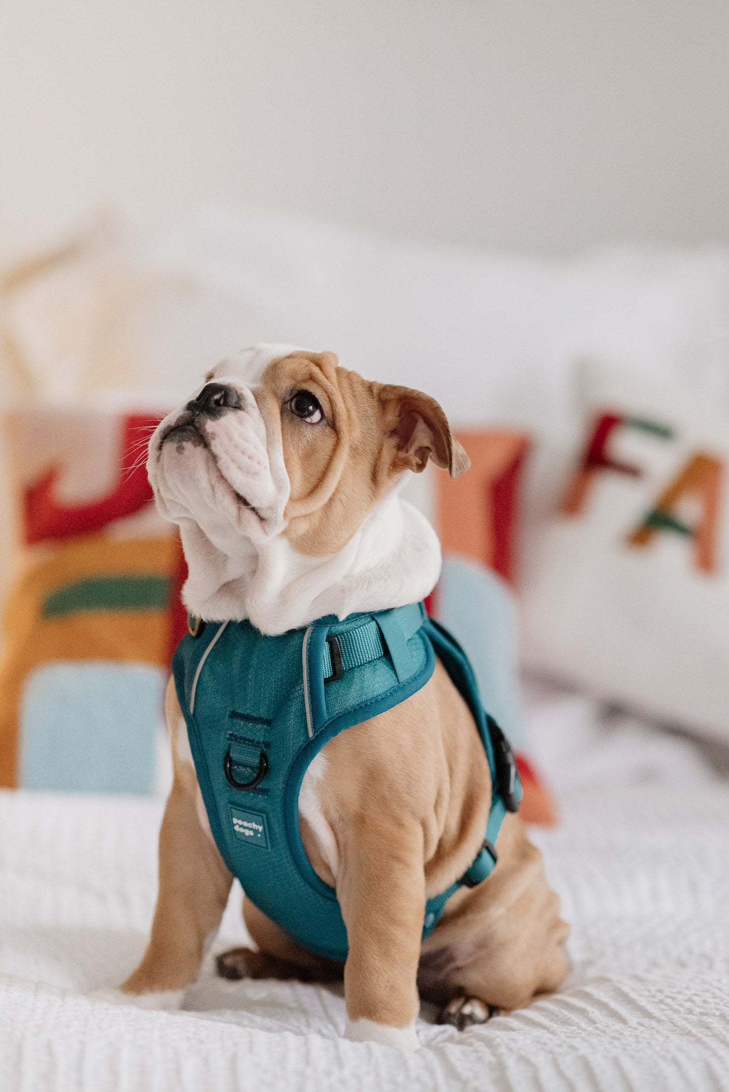 Ensemble Mojito – Harnais et Laisse pour Chien