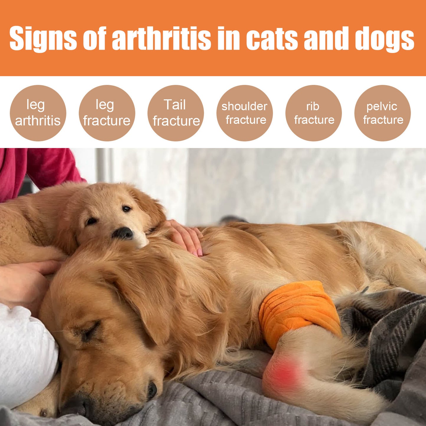 Les soins articulaires des chiens et des chats