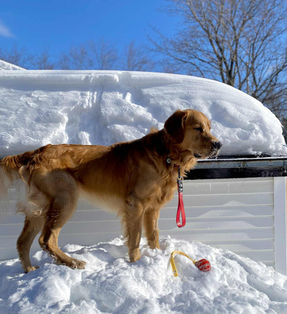 Poignée Rapprochement en Biothane pour chien - Fait Main au Québec