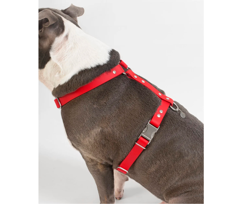 Harnais sur mesure en BioThane pour chien – Fait main au Québec