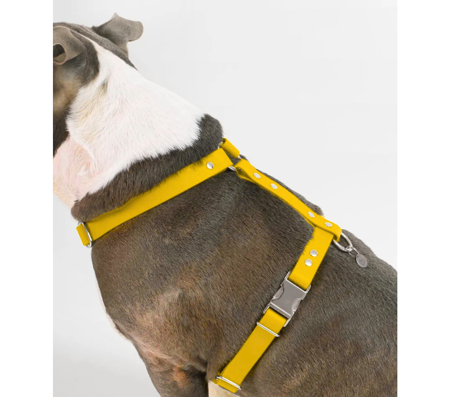 Harnais sur mesure en BioThane pour chien – Fait main au Québec
