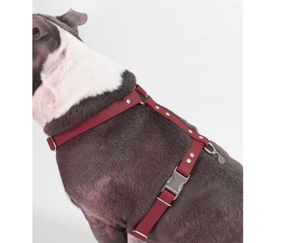 Harnais sur mesure en BioThane pour chien – Fait main au Québec