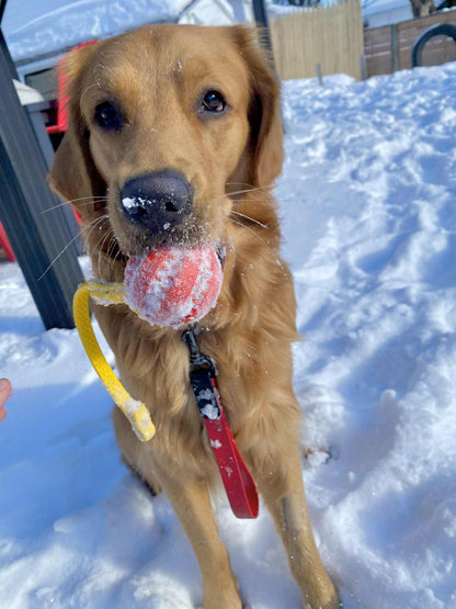 Balle TUG pour Chien en Biothane – Version Heavy ou GRIP