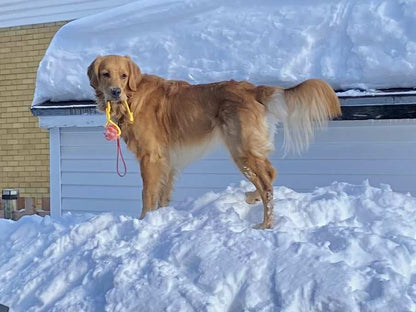 Balle TUG pour Chien en Biothane – Version Heavy ou GRIP