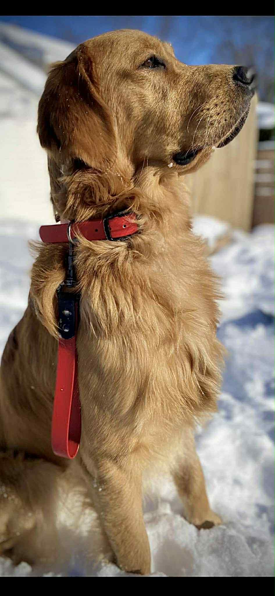Poignée Rapprochement en Biothane pour chien - Fait Main au Québec