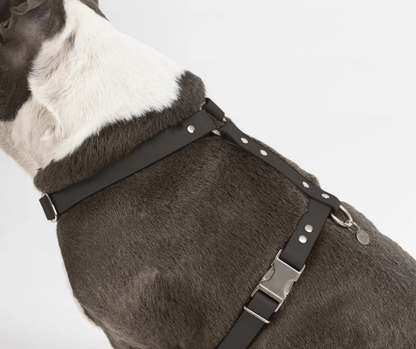 Harnais sur mesure en BioThane pour chien – Fait main au Québec