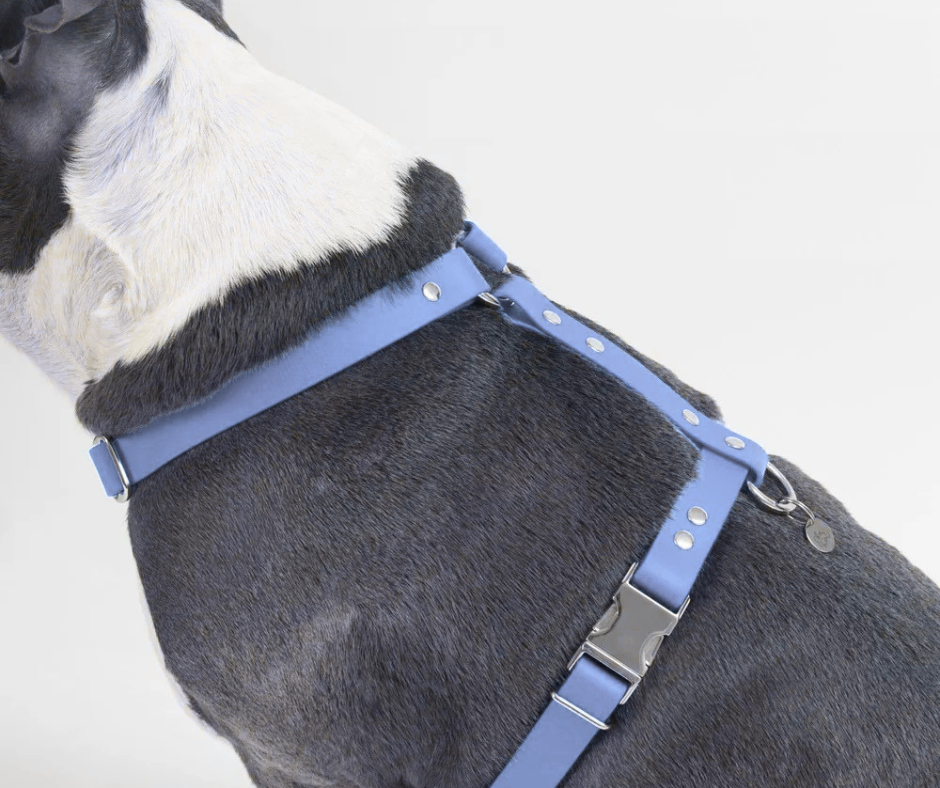 Harnais sur mesure en BioThane pour chien – Fait main au Québec