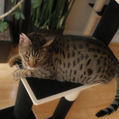 Arbre à Chat Noba – 3 Niveaux en Contreplaqué Moderne