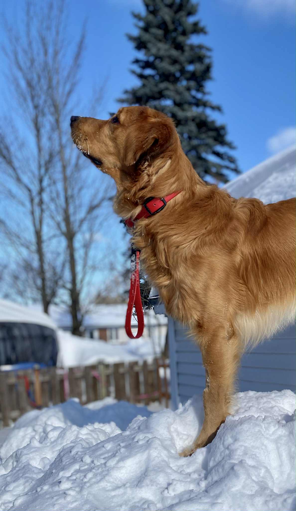 Poignée Rapprochement en Biothane pour chien - Fait Main au Québec