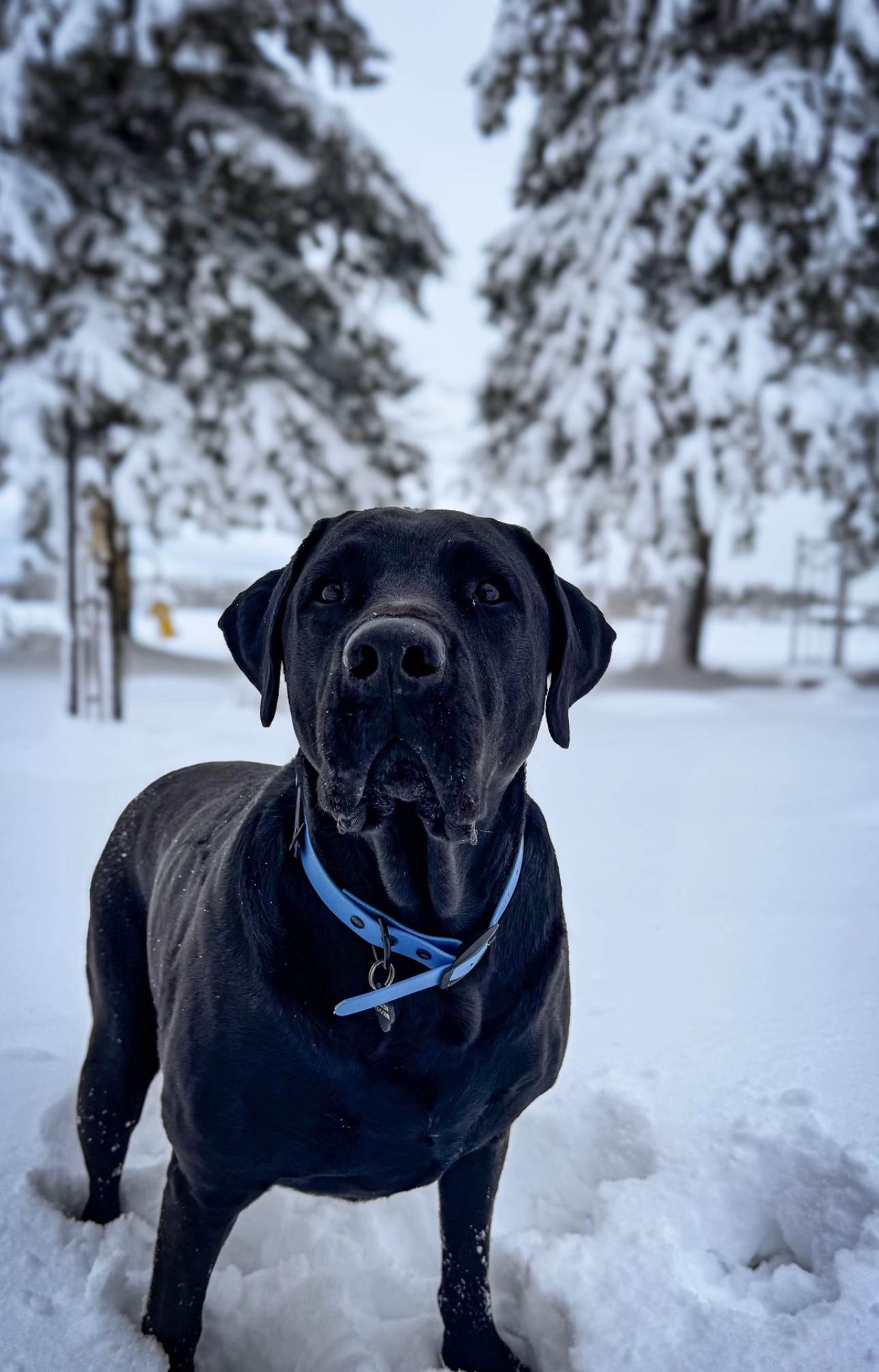 Collier en Biothane pour chien- Fait Main au Québec