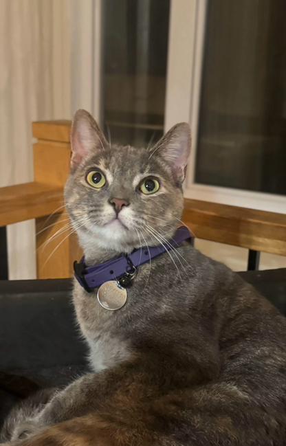 Collier en Biothane pour chat - fait main au Québec