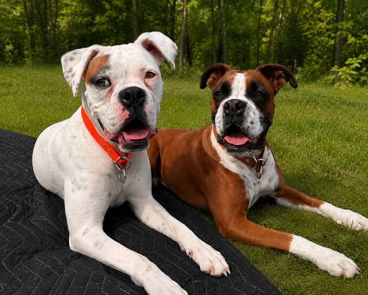 Collier Slip en BioThane pour chien - Fait Main au Québec