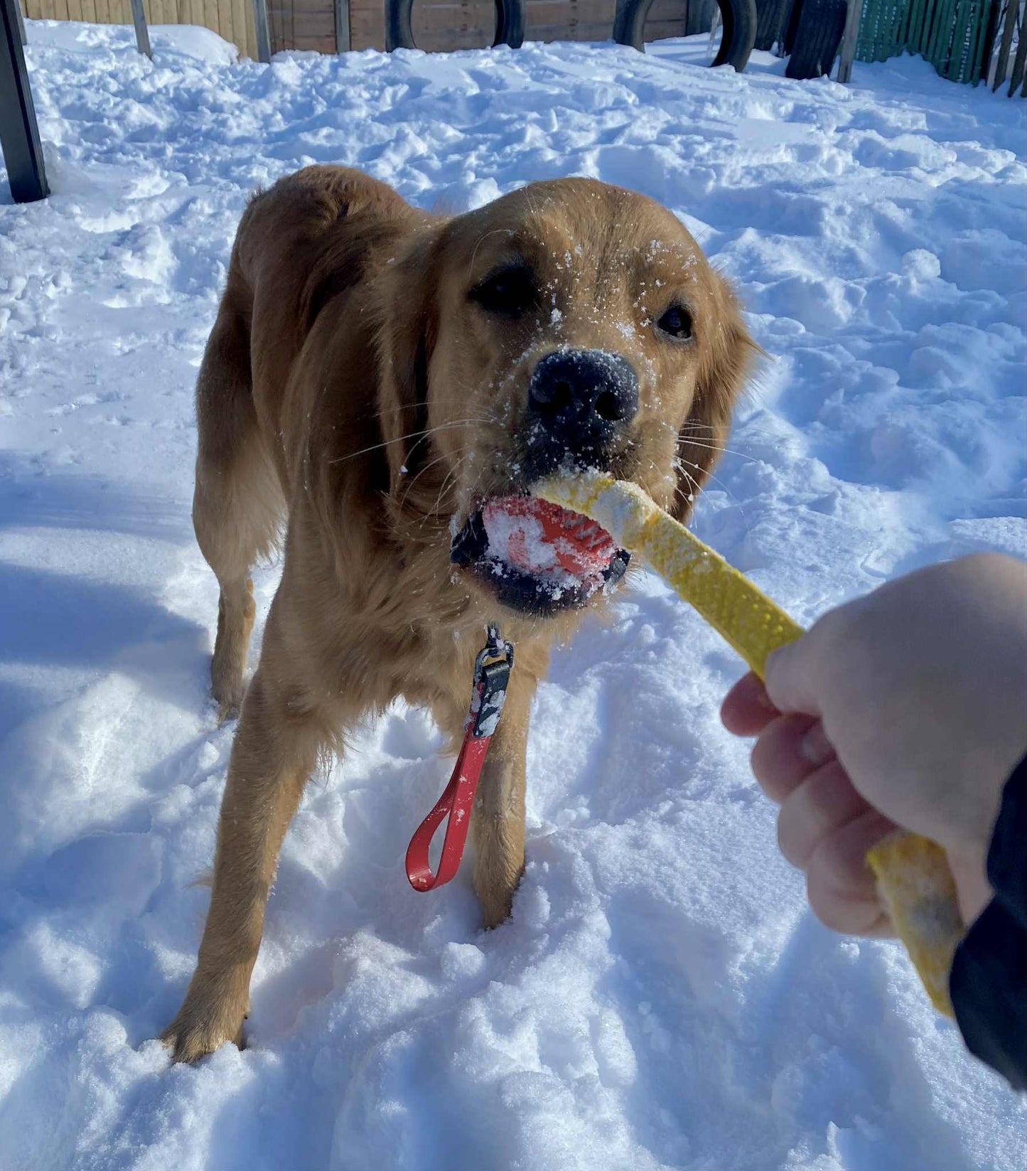 Balle TUG pour Chien en Biothane – Version Heavy ou GRIP