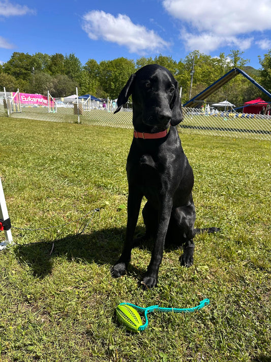Balle TUG pour chien en BioThane – Heavy ou GRIP