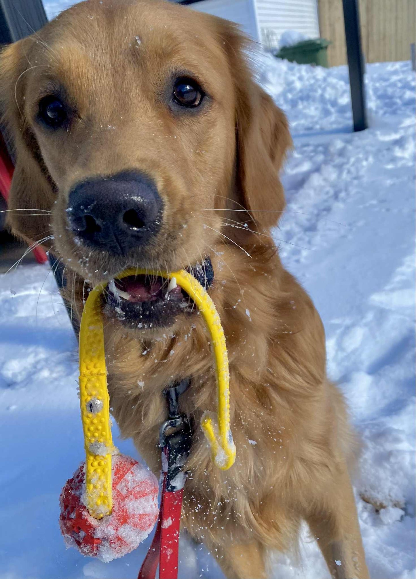 Balle TUG pour Chien en Biothane – Version Heavy ou GRIP