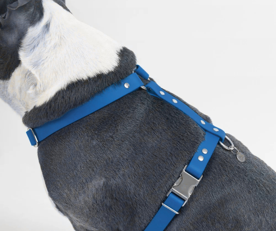 Harnais sur mesure en BioThane pour chien – Fait main au Québec