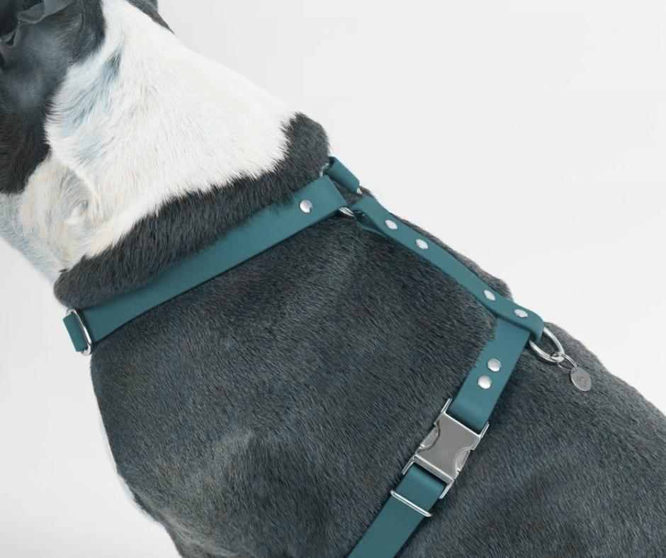 Harnais sur mesure en BioThane pour chien – Fait main au Québec
