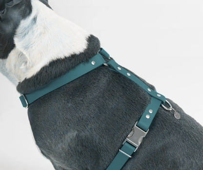 Harnais sur mesure en BioThane pour chien – Fait main au Québec
