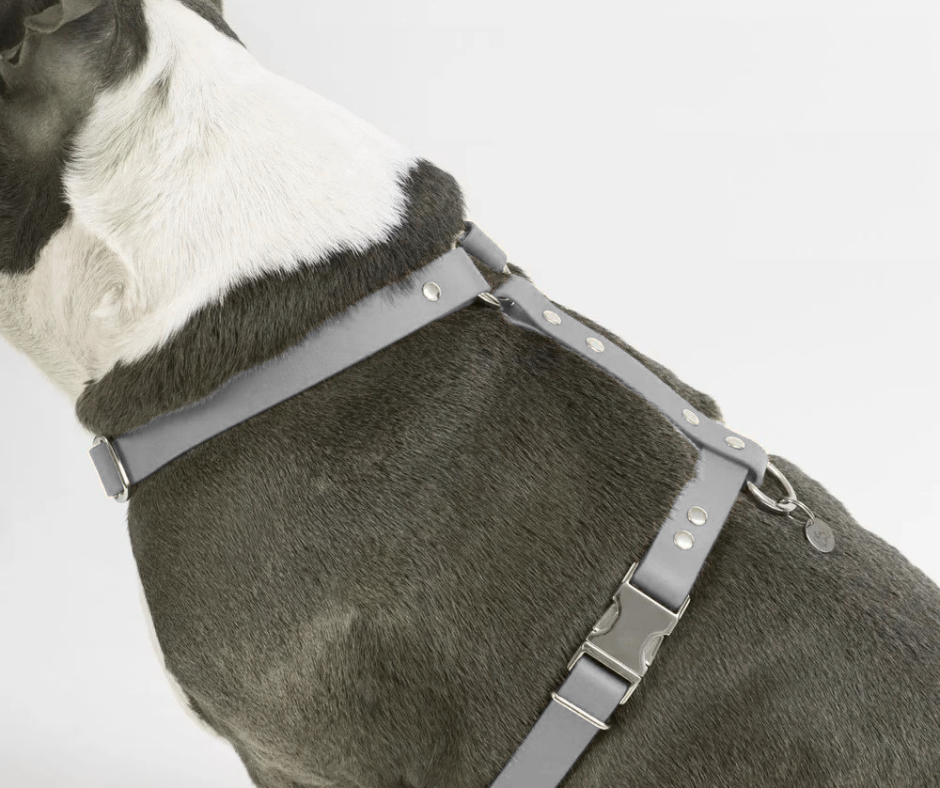 Harnais sur mesure en BioThane pour chien – Fait main au Québec