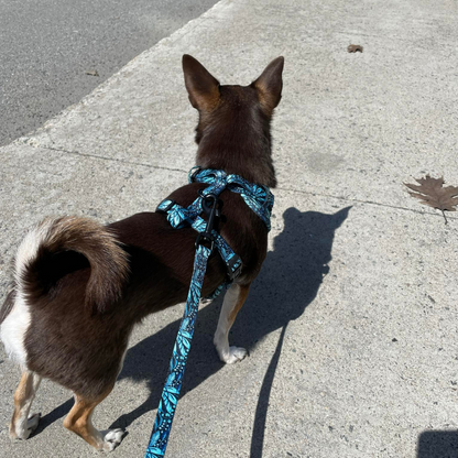 Ensemble “Dans la jungle” – Harnais, laisse et collier pour petit chien ou chat  79,99 $