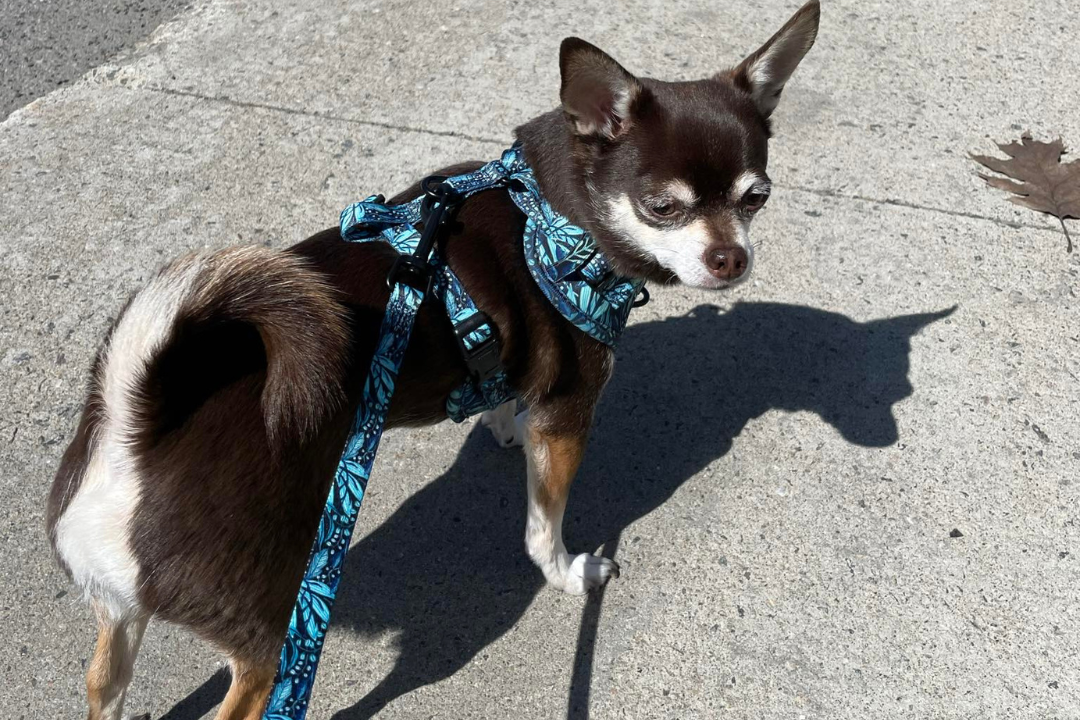 Ensemble “Dans la jungle” – Harnais, laisse et collier pour petit chien ou chat  79,99 $