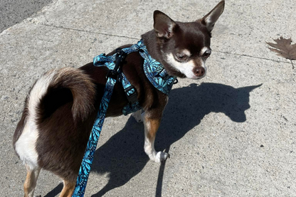 Ensemble “Dans la jungle” – Harnais, laisse et collier pour petit chien ou chat  79,99 $