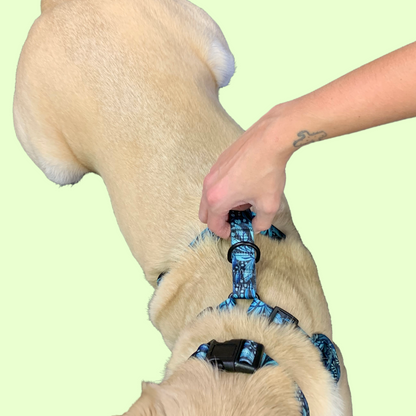 Ensemble “Dans la jungle” – Harnais, laisse et collier pour petit chien ou chat  79,99 $