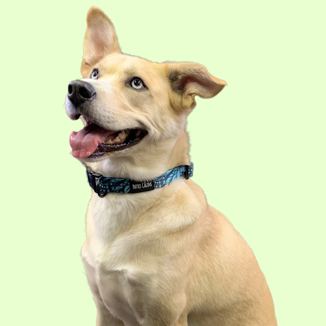 Ensemble “Dans la jungle” – Harnais, laisse et collier pour petit chien ou chat  79,99 $