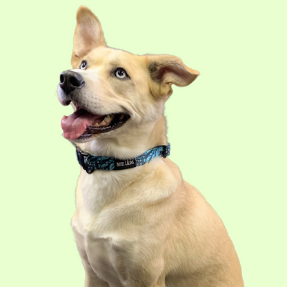 Ensemble “Dans la jungle” – Harnais, laisse et collier pour petit chien ou chat  79,99 $