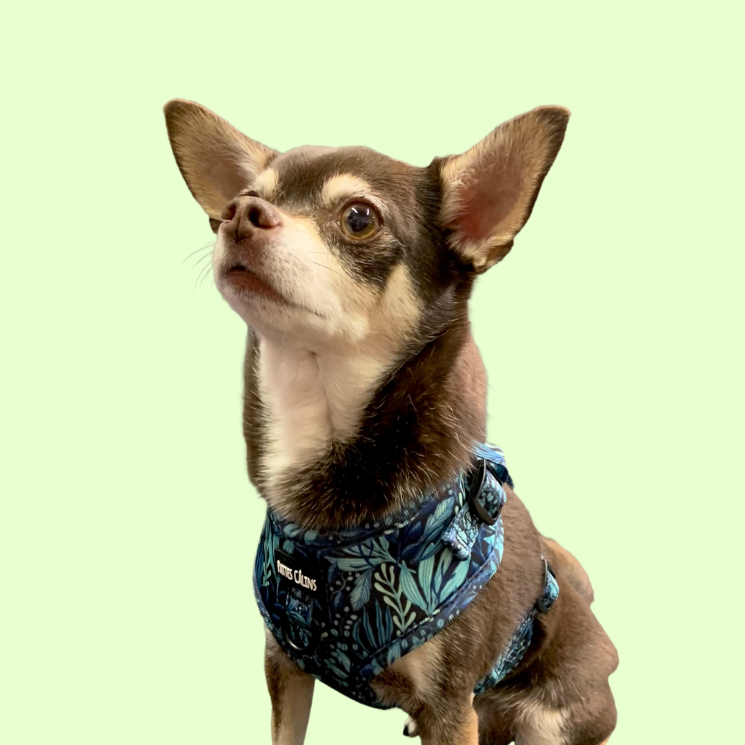 Ensemble “Dans la jungle” – Harnais, laisse et collier pour petit chien ou chat  79,99 $