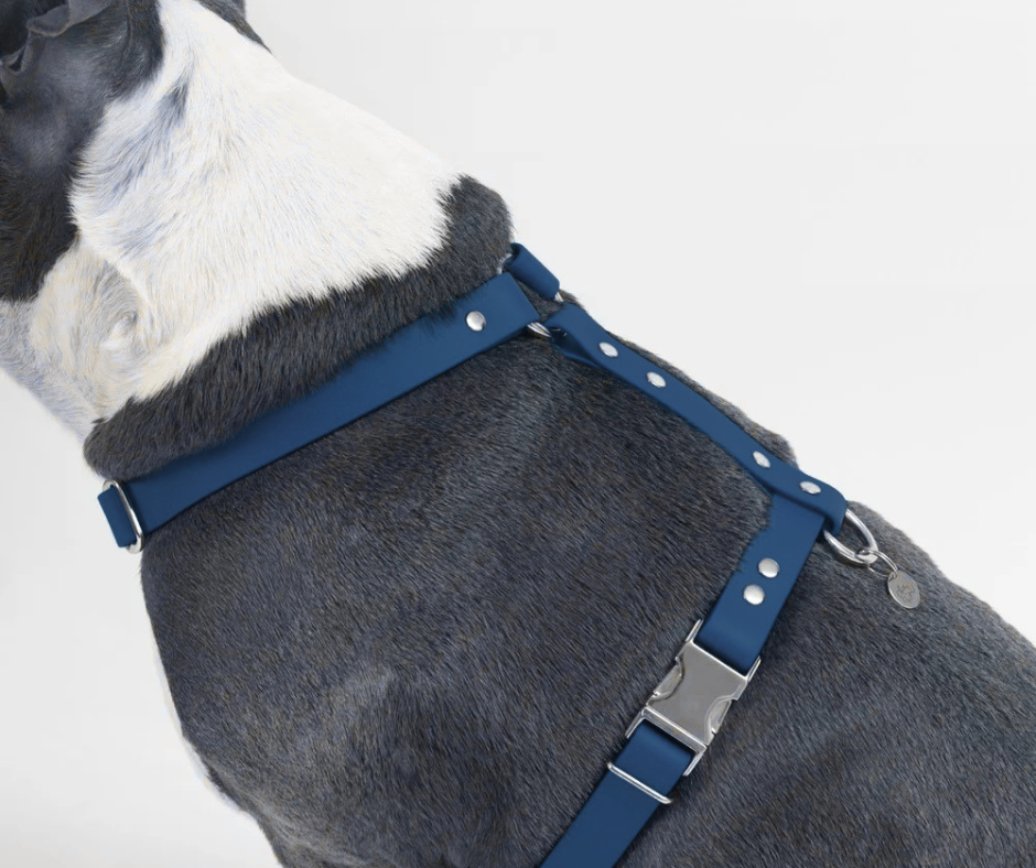 Harnais sur mesure en BioThane pour chien – Fait main au Québec