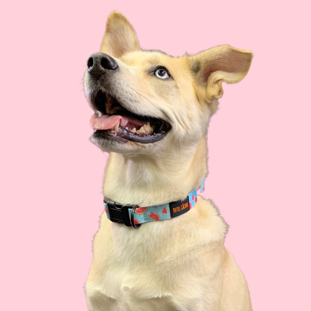 Ensemble “Melon” – Harnais, laisse et collier en tissu pour petit chien ou chat | 79,99$ 