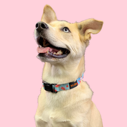 Ensemble “Melon” – Harnais, laisse et collier en tissu pour petit chien ou chat | 79,99$ 