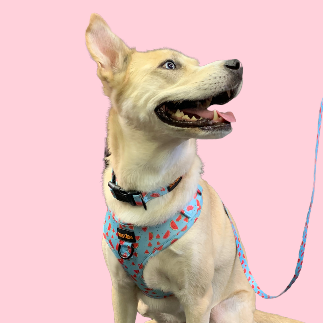 Ensemble “Melon” – Harnais, laisse et collier en tissu pour petit chien ou chat | 79,99$ 